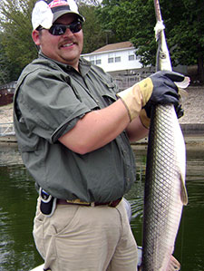 gar caught on a lure